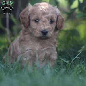Ace, Mini Goldendoodle Puppy